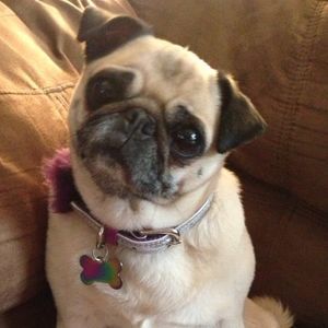 Meet your Posher, Rachel